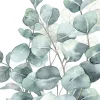 Affiche eucalyptus vert l.50 x 70 cm Dada art