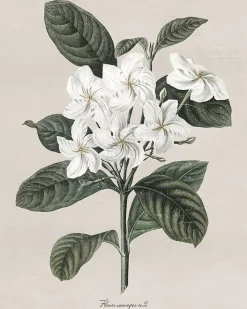 Affiche fleur sauvage blanche l.24 x l.30 cm Dada Art