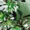 Affiche fleurs de jasmin L.40 x H.50cm Dada Art