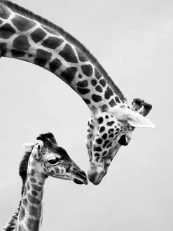 Affiche girafe, animaux, savane, Afrique l.60 x H.80 cm noir et blanc