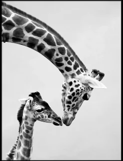 Affiche girafe, animaux, savane, Afrique l.60 x H.80 cm noir et blanc
