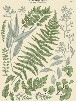 Affiche herbier n°2 l.30 x H.40 cm Dada Art