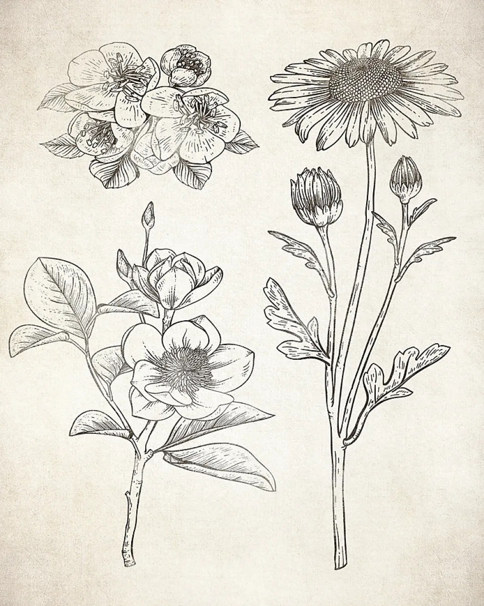 Affiche illustration fleurs herbier vintage l.24 x H.30 cm Dada Art