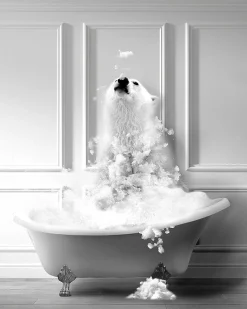 Affiche ours baignoire Dada Art l.40 x H.50 cm