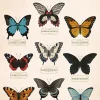Affiche planche vintage papillons l.30 x l.40 cm Dada Art