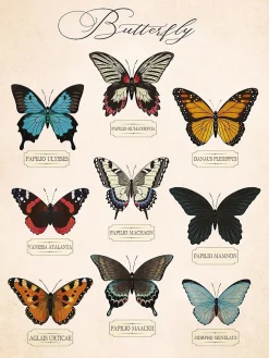 Affiche planche vintage papillons l.30 x l.40 cm Dada Art