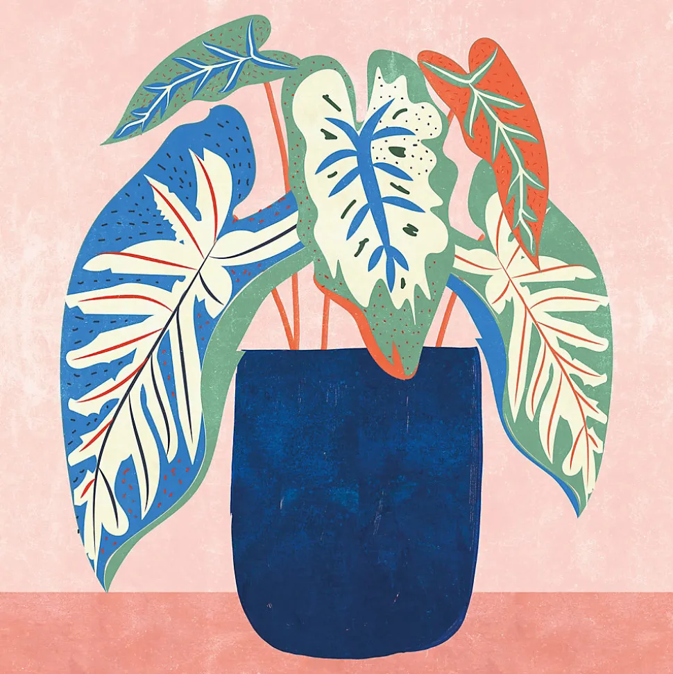 Affiche plante rose et bleu l.30 x l.30 cm Dada Art