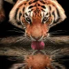 Affiche tigre Dada Art l.60 x H.80 cm