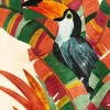 Affiche Toucan toucan, animaux l.60 x H.80 cm multicolore