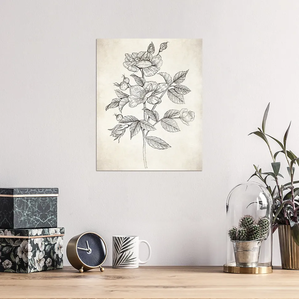 Affiche vintage herbier l.24 x H.30 cm Dada Art