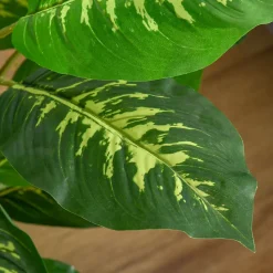 Arbre artificiel plante artificielle Calathea H. 95 cm tronc branches lichen feuilles grand réalisme pot inclus