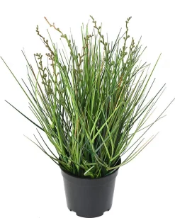 Berry onion grass artificiel h.35 cm