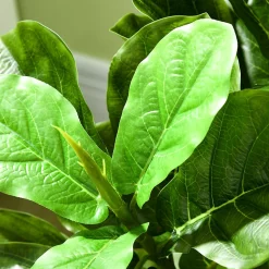 Ficus Lutea artificiels 1,80H m - lot de 2 ficus artificiels - 120 feuilles réalistes par pied - pot inclus noir vert