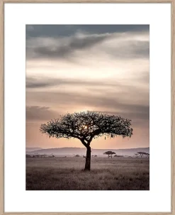 Image encadrée paysage de Baobab l.40 x H.50 cm Dada Art