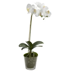 Orchidee phalae diva blanche h