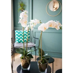 Orchidee phalae diva blanche h