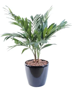 Palmier Parlour artificiel avec pot décoratif