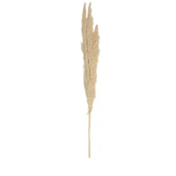 Pampas blanches sechées H.80cm, 3 pièces JBY creation