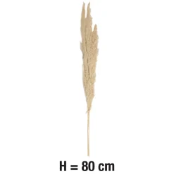 Pampas blanches sechées H.80cm, 3 pièces JBY creation