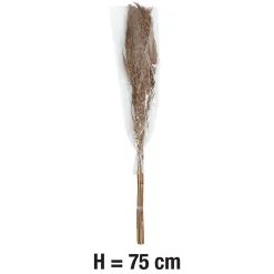 Pampas laineuses sechées H.75cm, 7 pièces JBY creation