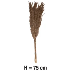 Pampas laineuses sechées H.75cm, 7 pièces JBY creation