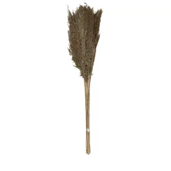 Pampas laineuses sechées H.75cm, 9 pièces JBY creation