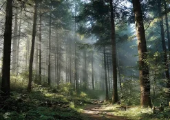Papier Peint Forêt Arbres Nature Intissé Panoramique Pour Chambre Cuisine 350x250 cm
