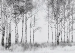 Papier Peint Forêt Arbres Noir et blanc Intissé Panoramique Pour Chambre Cuisine 300x210 cm