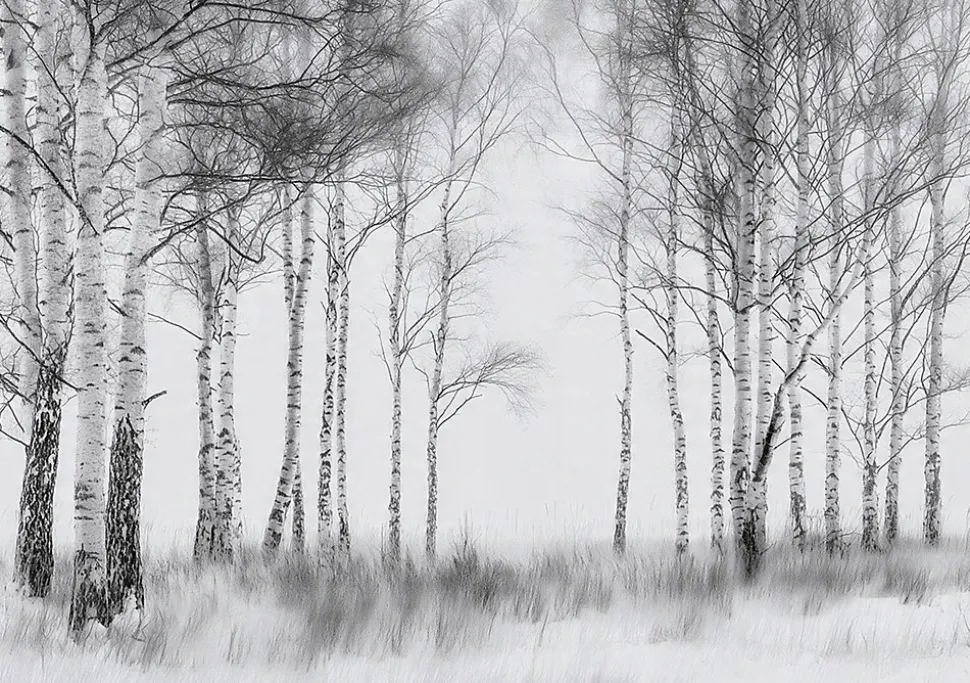 Papier Peint Forêt Arbres Noir et blanc Intissé Panoramique Pour Chambre Cuisine 400x280 cm