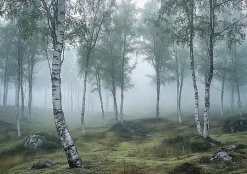 Papier Peint Forêt 3D Vert Intissé Panoramique Pour Chambre Cuisine 400x280