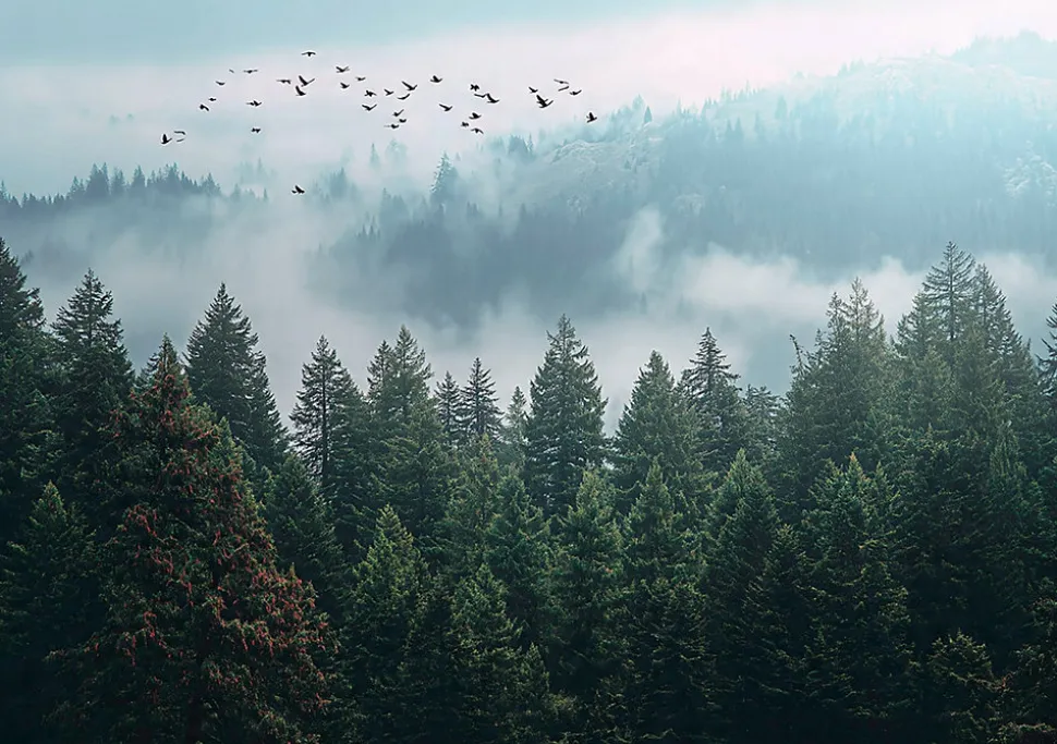 Papier Peint Forêt dans la brume Arbres Intissé Panoramique Pour Chambre Cuisine 400x280 cm