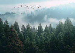 Papier Peint Forêt dans la brume Arbres Intissé Panoramique Pour Chambre Cuisine 350x250 cm
