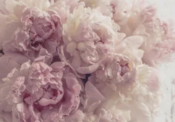 Papier Peint Intissé Panoramique Fleurs Pivoines Rose 400x280 cm - Colle Inclus - Chambre et Salon - Moderne Trompe l'oeil