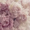 Papier Peint Intissé Panoramique Fleurs Pivoines Rose 350x250 cm - Colle Inclus - Chambre et Salon - Moderne Trompe l'oeil
