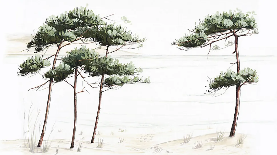 Papier peint panoramique Pins du bassin, Vert de gris 375 x 250cm