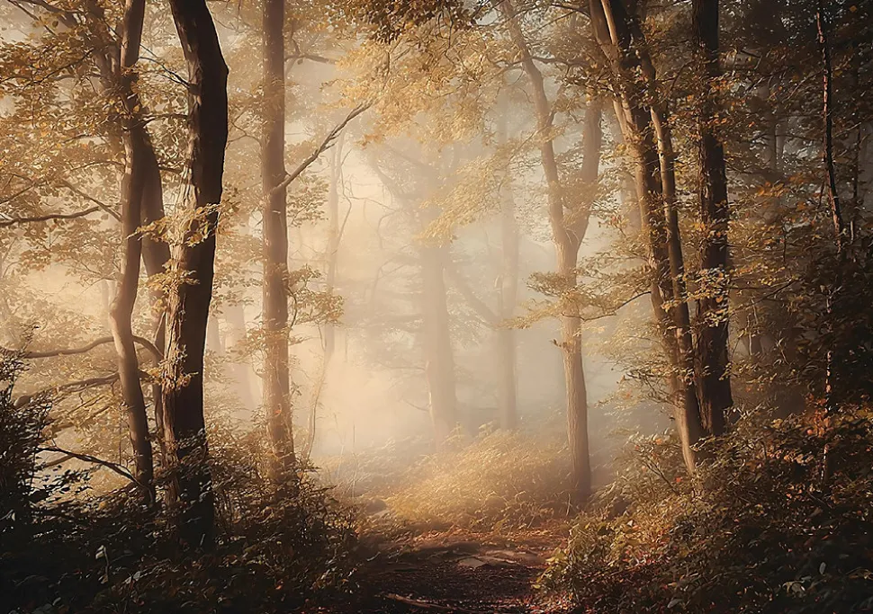 Papier Peint Panoramique Intissé Forêt Arbres Brun - 400x280 cm - Papier Peint Chambre et salon