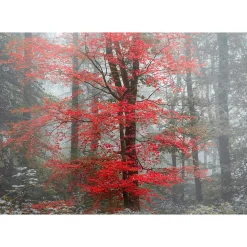 Papier peint panoramique intissé forêt arbre feuille rouge sur fond gris, 8 lés, L.280 x l.400cm IDPanneaux