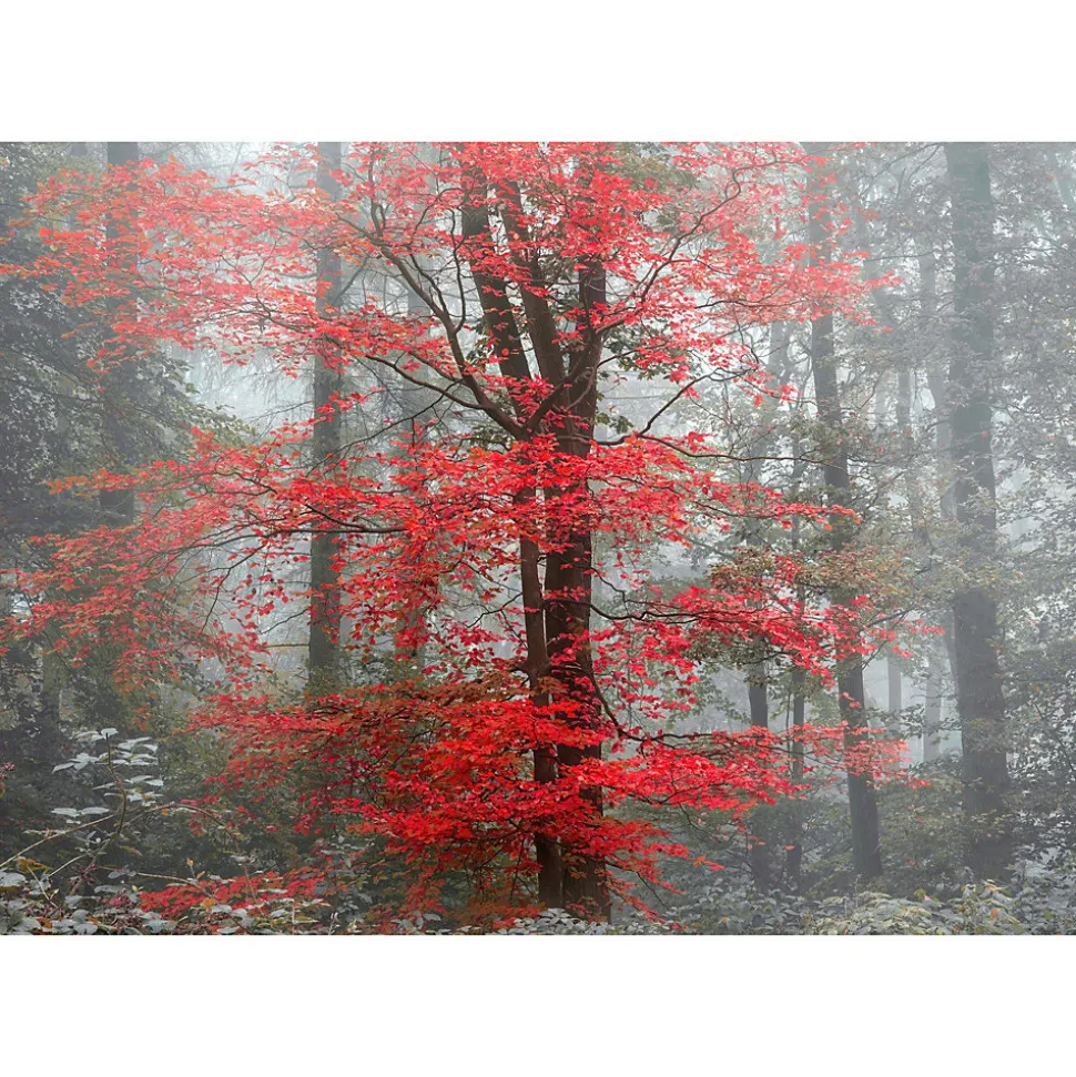 Papier peint panoramique intissé forêt arbre feuille rouge sur fond gris, 8 lés, L.280 x l.400cm IDPanneaux