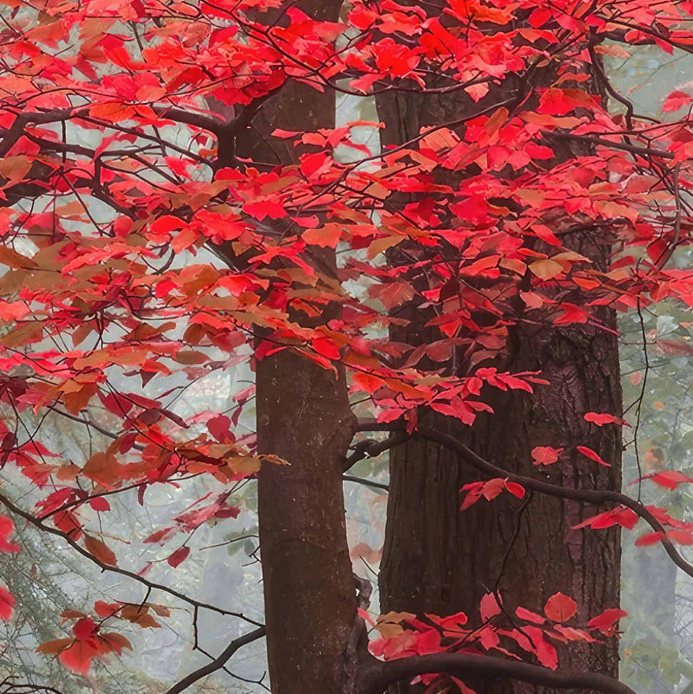 Papier peint panoramique intissé forêt arbre feuille rouge sur fond gris, 8 lés, L.280 x l.400cm IDPanneaux