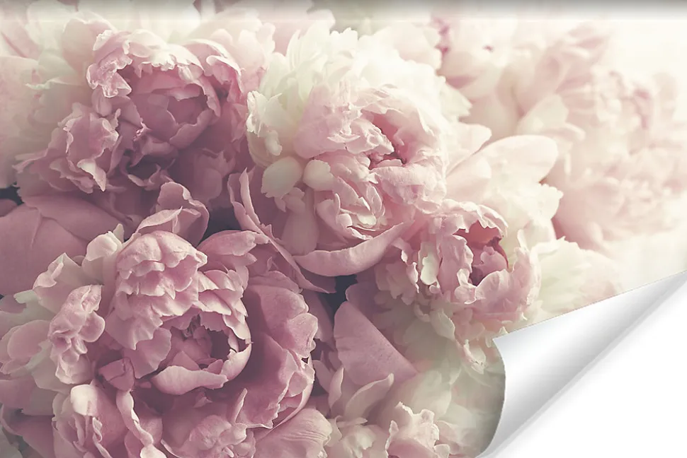 Papier Peint Photo Intissé FLEURS Pivoines Roses Pour La Chambre 450cm x 300cm