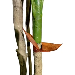 Plante artificielle Monstera Rebecca Mobili Merah 155x50x50 PEVA Polyéthylène Vert Marron