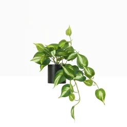 Plante artificielle tombante pothos 50cm