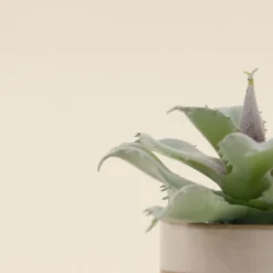 Plante grasse artificielle pot céramique rayé 12cm