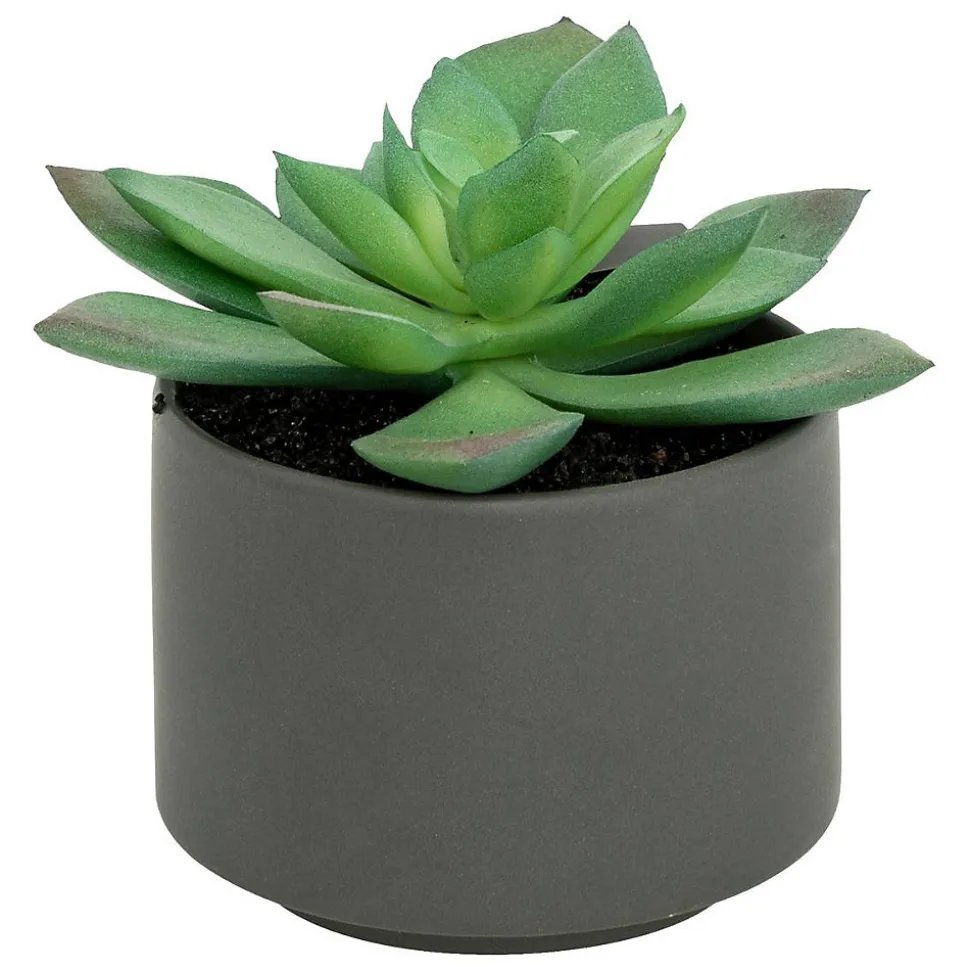 Plante grasse en pot H13- Gris- Atmosphera