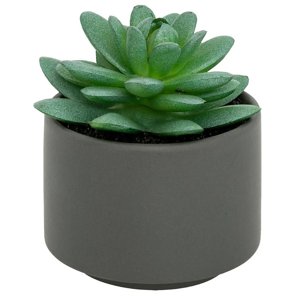 Plante grasse en pot H13- Gris- Atmosphera