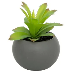 Plante grasse en pot H13- Gris- Atmosphera