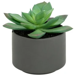 Plante grasse en pot H13- Noir- Atmosphera