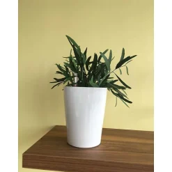 Plante Stabilisée Eucalyptus Nicoly Vert - Plante Stabilisée - Plante d'Intérieur - 20 cm