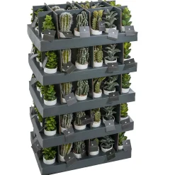 Plante succulente & cactus H18 - Noir- Atmosphera