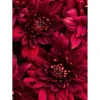 Tableau sur toile fleurs vives 30x45 cm Fabriqué en France